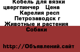 Кобель для вязки цвергпинчер › Цена ­ 1 500 - Карелия респ., Петрозаводск г. Животные и растения » Собаки   
